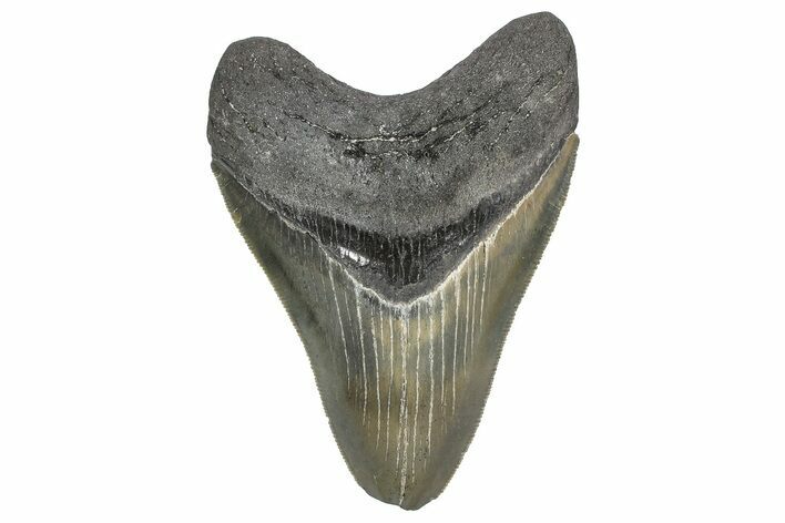 Serrated, Fossil Megalodon Tooth - Georgia #338701